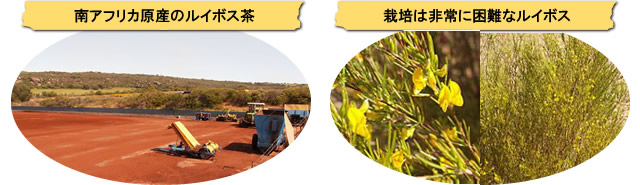 南アフリカ原産のルイボス茶。栽培は非常に困難なルイボス